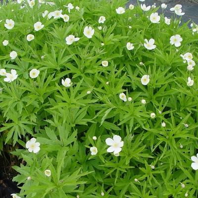 Anemone canadensis - Canadese anemoon