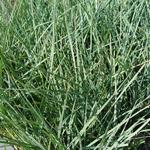 Carex atrata - Zwarte alpenzegge - Carex atrata