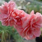 Grasanjer - Dianthus x allwoodii 'Helen'