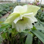 Helleborus orientalis 'DOUBLE ELLEN White' - Nieskruid