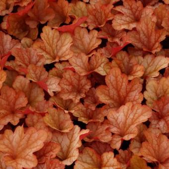 Heuchera 'Paprika'