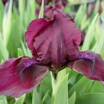 Iris pumila 'Cherry Garden' - Zwaardlelie - Iris pumila 'Cherry Garden'