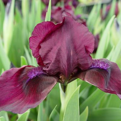 Zwaardlelie - Iris pumila 'Cherry Garden'