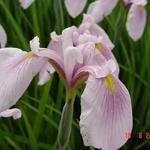 Iris ensata 'Darling' - Japanse iris