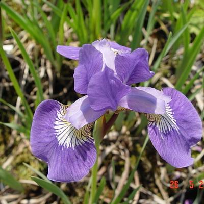 Siberische lis - Iris sibirica 'Jelle'