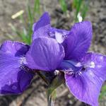 Iris sibirica 'Vi Luihn' - Siberische lis