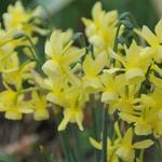 Narcissus triandrus 'Hawera' - Triandrusnarcis