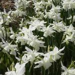 Narcis - Narcissus triandrus 'Thalia'