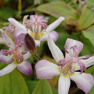 Tricyrtis hirta 'Tojen' - Paddenlelie / armeluisorchidee