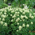 Trifolium pannonicum 'White Tiara' - Hongaarse klaver - Trifolium pannonicum 'White Tiara'