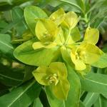 Euphorbia schillingii - Wolfsmelk