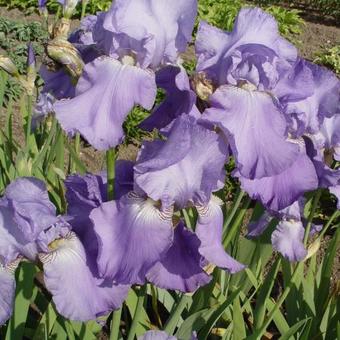 Iris germanica 'Blue Rhythm'