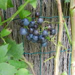 Vitis vinifera 'Muscat Blue'   - Muskaatdruif, blauwe druif