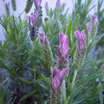 Lavandula stoechas - Kuiflavendel / vlinderlavendel / Franse lavendel