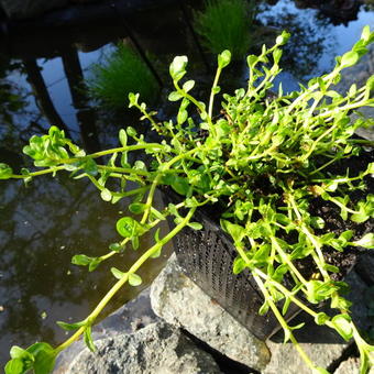 Rotala rotundifolia 'Green'