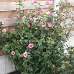 Hibiscus syriacus 'Pink Giant' - Tuinhibiscus, altheastruik , heemstroos