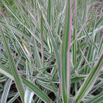 Phalaris arundinacea var. picta 'Tricolor'  - Rietgras