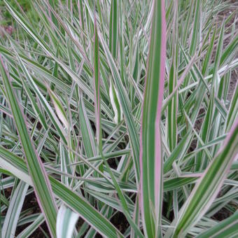 Phalaris arundinacea var. picta 'Tricolor'