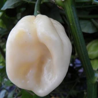 Capsicum chinense 'White Habanero'