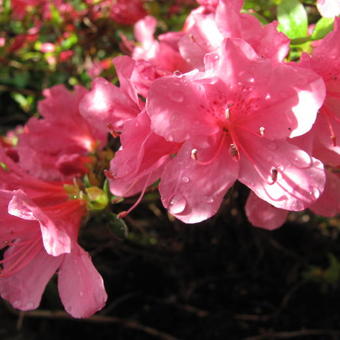 Rhododendron 'Momoko'