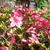 Rhododendron 'Momoko'