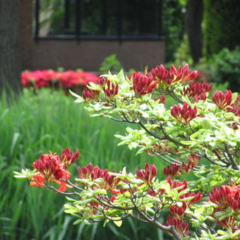 Rhododendron 'Feuerwerk'