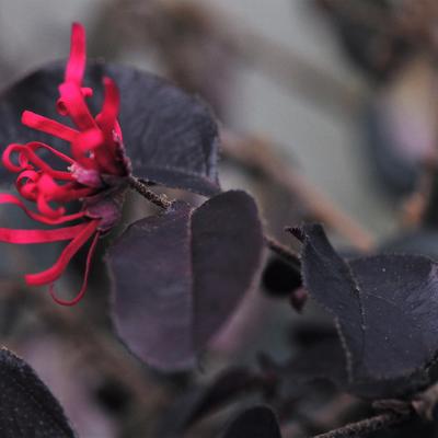 Chinese franjeboom - Loropetalum chinense 'Black Pearl'