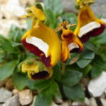 Calceolaria 'Walter Shrimpton' - Pantoffelbloem