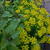 Euphorbia cyparissias   'Clarice Howard'