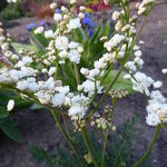 Filipendula vulgaris 'Plena' - Knolspirea