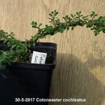 Cotoneaster cochleatus - Kleinbladige dwergmispel