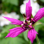 Ooievaarsbek - Geranium x oxonianum 'Catherine Deneuve'