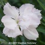 Dianthus 'Inchmery' - Geuranjer