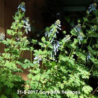 Corydalis flexuosa