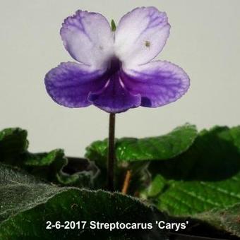 Streptocarpus 'Carys'