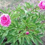 Paeonia lactiflora 'Bunker Hill' - Pioen