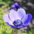 Anemone coronaria 'Mr Fokker'