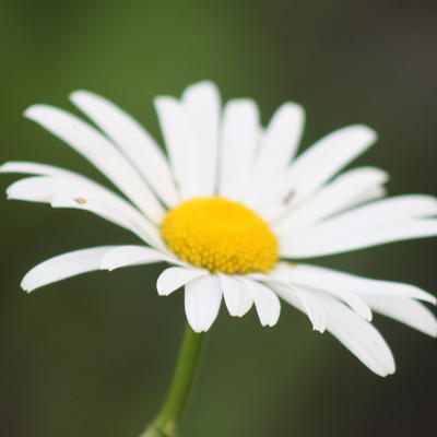 Gewone margriet, Weidemargriet - Leucanthemum vulgare 'Maikonigin'