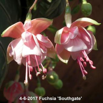 Fuchsia 'Southgate'