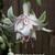Fuchsia 'Annabel'