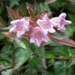 Abelia x grandiflora 'Edward Goucher' - Abelia
