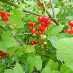 Ribes rubrum 'Rondom' - Aalbes, Rode bes
