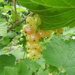 Ribes rubrum 'Versaillaise Blanche' - Witte aalbes