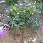 Buddleja davidii  'Lilac Chip'  - Dwergvlinderstruik