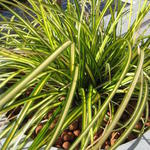 Carex oshimensis 'Eversheen' - Zegge