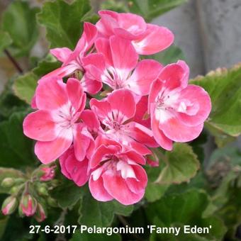 Pelargonium 'Fanny Eden'