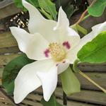 Magnolia macrophylla - Grootbladige magnolia
