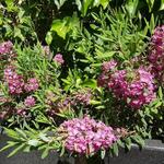 Kalmia  angustifolia ’Rubra’ - Lepelboom, Laurierroos