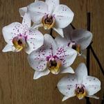 Phalaenopsis - Vlinderorchidee