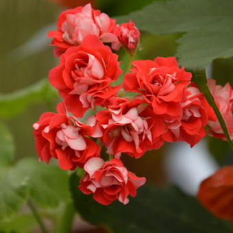 Pelargonium 'Red Rambler'
